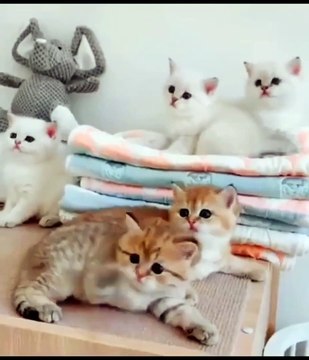 Kucing imut - cute cats #short #cute #cats