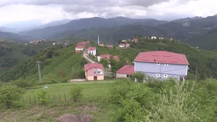 Yemen gazisinin mezarında büyüyen ağaca torunları bakıyor