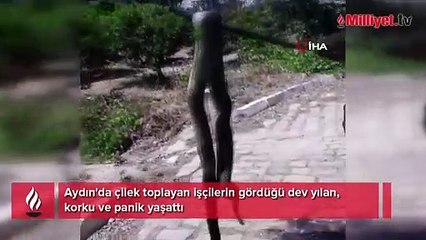 Aydın'da dev yılan korkuttu