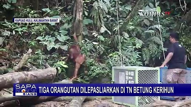 Demi Tingkatkan Populasi Orang Utan, Balai Besar TN Betung Kerihun Lepasliarkan 3 Ekor Orang Utan