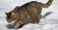 Savoie : après plus d'un siècle d'absence, le chat sauvage est de retour dans les montagnes alpines