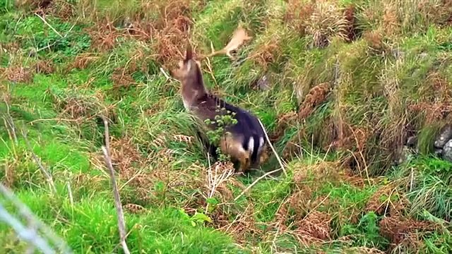 Тайны Чапман (30.05.2022)