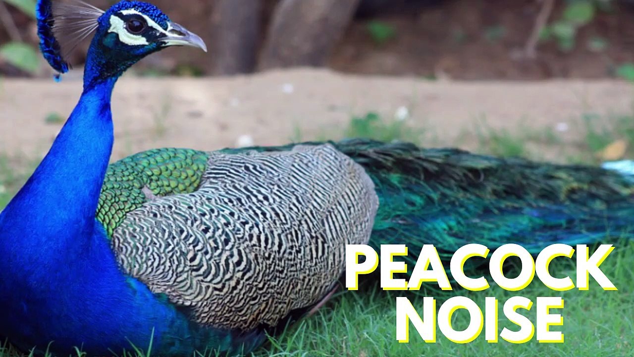 Peacock Noise Effect | Peacock Bird Voice Sound Video By Kingdom Of ...