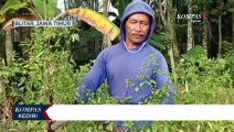 Diserang Hama Porong, Petani Cabai Gagal Panen