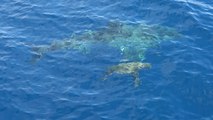 'Tourist records a Great White Shark swimming right under a Sea Turtle '