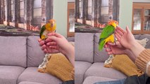 'Caique parrot asks for attention in the cutest way imaginable! '