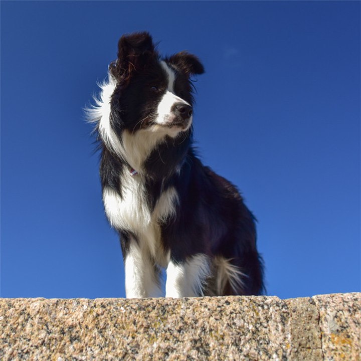 Japaner zahlt stolze Summe für realistisches Border-Collie-Kostüm