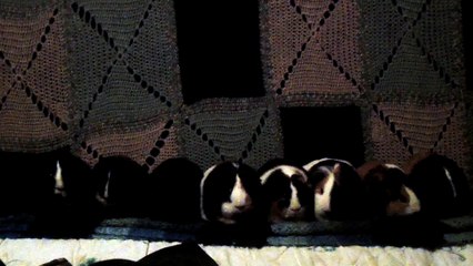 CAVIA PORCELLUS PIXIE CJ IRIS PIXIE PARSLEY CLOVER TURMERIC CLOVER RJ 102_8559