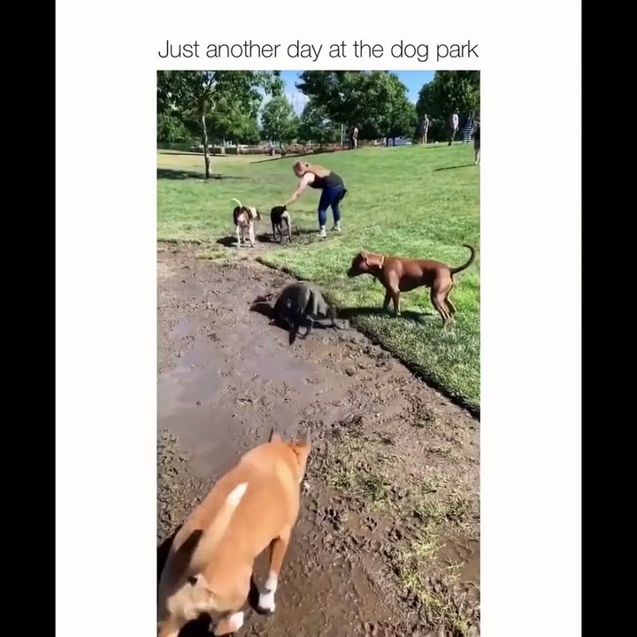 Golden Retriever Puppies Will Make You Laugh Countless Times - Funny and Cute Golden Retriever Puppy