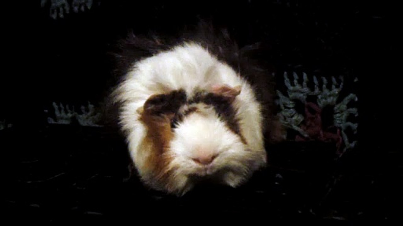 CAVIA PORCELLUS DAVID 102_8562