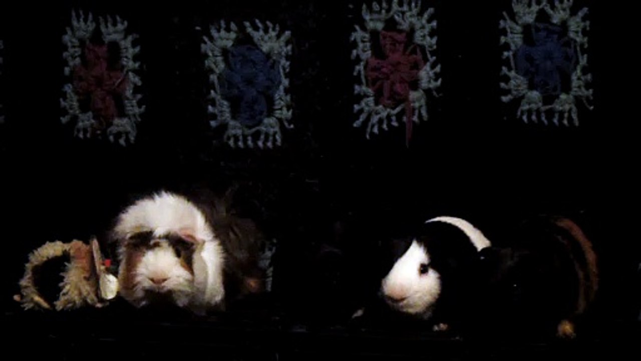 CAVIA PORCELLUS DAVID 102_8564