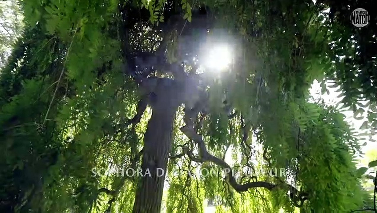 Versailles honore ses arbres admirables chargés d’histoire 