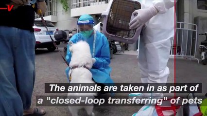 Here’s What China Does With Pets While COVID Infected Humans Are in Quarantine
