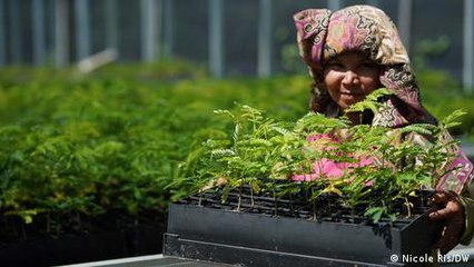 100 Millionen Bäume für Borneo