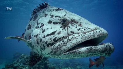 La gran barrera de coral 3/3: Los visitantes [Documental HD]