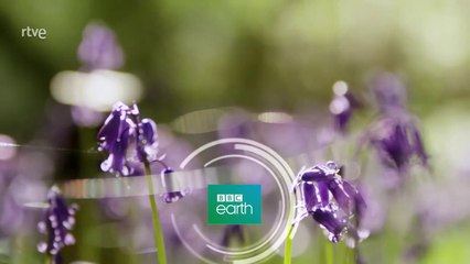 David Attenborough y la maravilla de los huevos  [Documental HD]