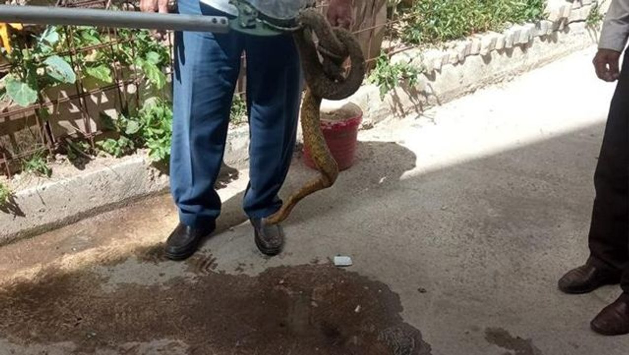 Bahçede bir anda ortaya çıktı! Karşılarında 2 metrelik yılanı gören çocuklar, korkudan arkalarına bile bakmadan kaçıştı