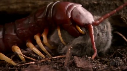 5 Most Dangerous Animals In Brazil