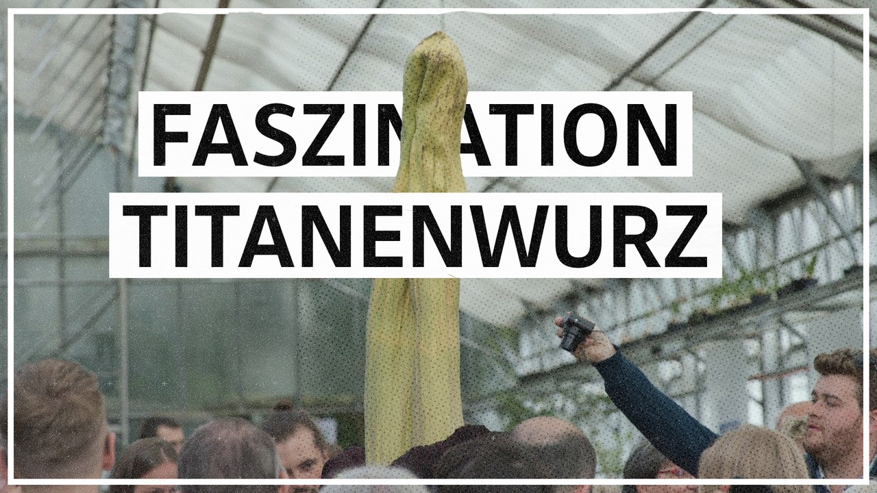 Letztes Aufbäumen der Titanenwurz: 'Es ist eine botanische Sonnenfinsternis'