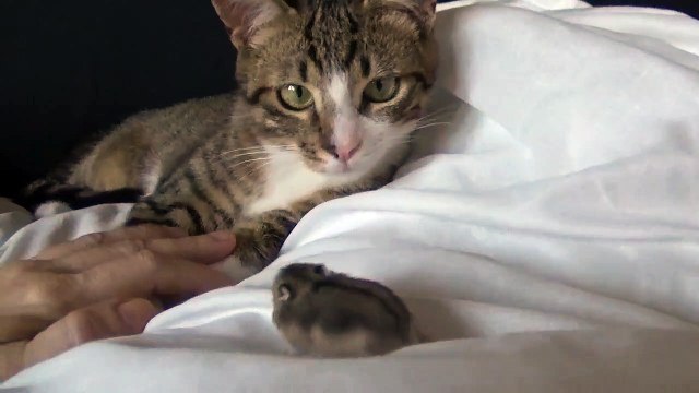 Small Cat Is Not Allowed to Touch the Baby Hamster