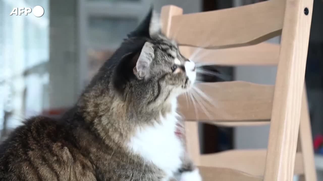 In Italia importati 3 milioni di animali esotici all'anno: allerta salute