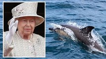 Queen Elizabeth II owns every dolphin in the UK's water - bizarre monarchy facts