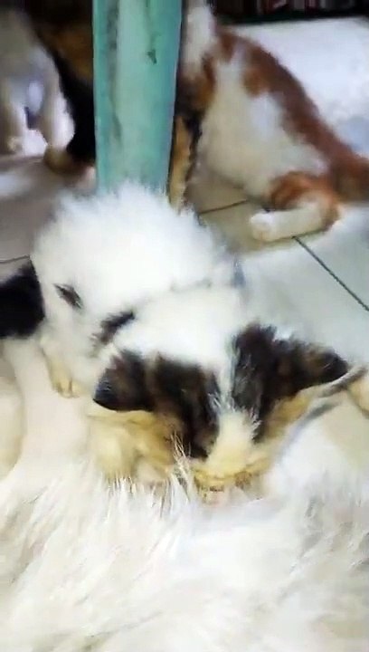 Laper-Laper Ha... Laper-Laper Ah..