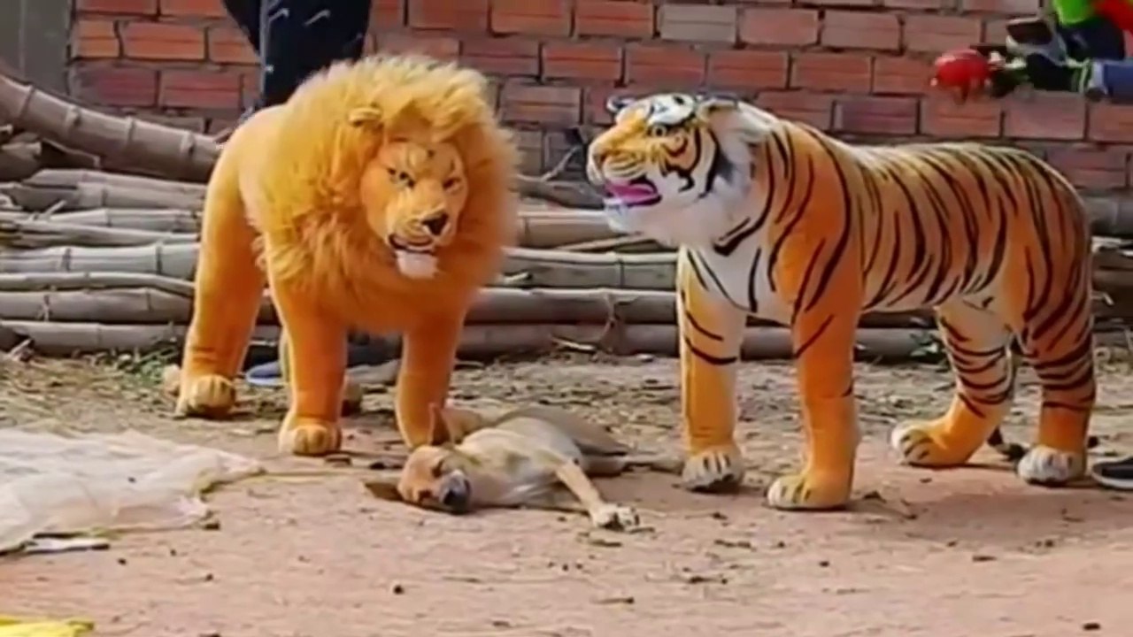 Troll Prank Dog Funny & fake Lion and Fake Tiger Prank To dog & Huge Box Prank to dog - Joking videos