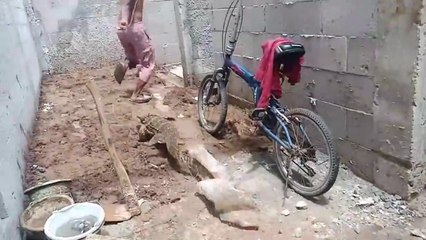 seekor biawak ngamuk saat akan di tangkap dan mengejar warga