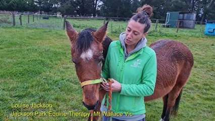 42 year-old horse at Mt Wallace | The Courier | May 30 2022