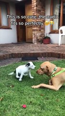 Super Funny Dog Videos - funny dog compilation 2022 ~ funny dog story