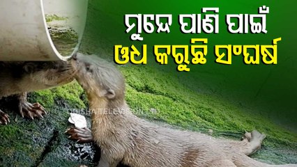 News Fuse- Otter struggles to quench thirst, humans yet to realise importance of water #Watch