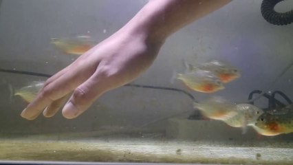 Human Hands VS Piranha Fish Sharp Teeth