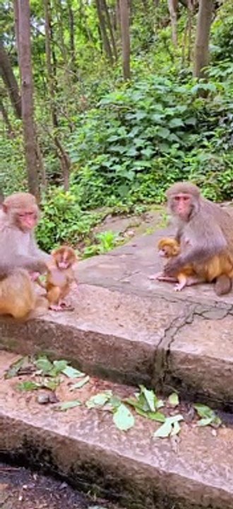 The old monkey beats the baby