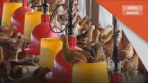 Bekalan Ayam | Sisa isirung sawit sebagai makanan haiwan