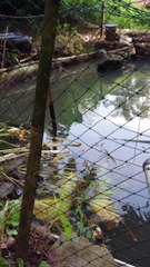 Biawak tersangkut jaring pagar kolam