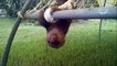 Baby Sloths Being Sloths  FUNNIEST Compilation_ Baby Animal videos