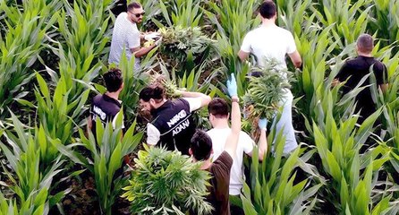 Para karşılığı mısır tarlasında Hint keneviri yetiştirmiş