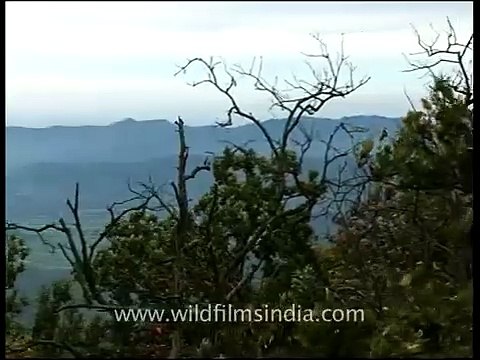 Ananda in the Narendranagar hills, Uttarakhand