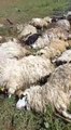 Gök gürültüsünden ürken 55 koyun telef oldu