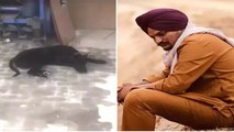 Sidhu Moose Wala के पालतू Dogs का Video Viral, आंसुओं के बीच बेजुबान ने छोड़ा खाना-पीना | FilmiBeat