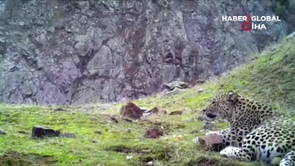 Soyu tükendi sanılan Anadolu Parsı görüntülendi