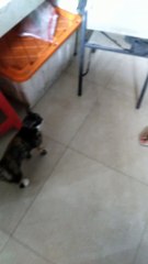 Virall.! Kucing ajaib bicara