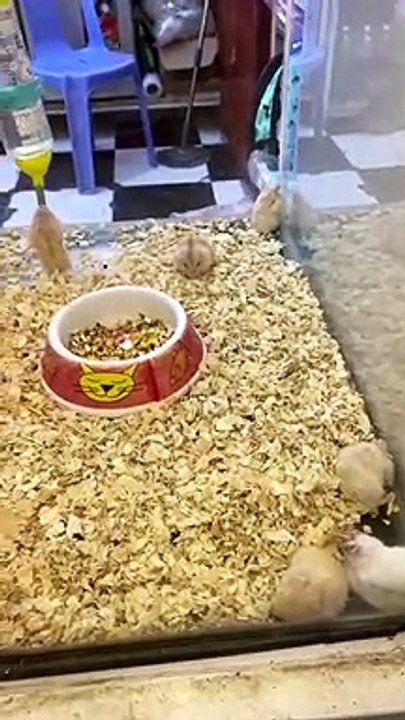 Hamster Baby 