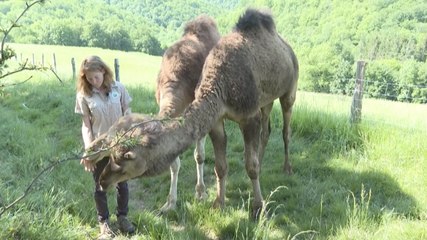 Cette éleveuse française produit des savons à base de lait de dromadaire