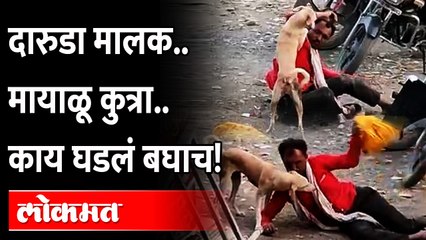 दारुड्या मालकासाठी कुत्र्याने जे केलं ते पाहून तुम्हालाही गंमत वाटेल... | Drunk Person Viral Video