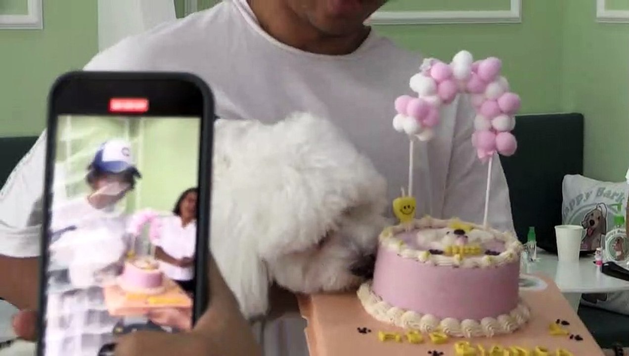 A Dubaï, les chiens prennent leur pause café dans un restaurant