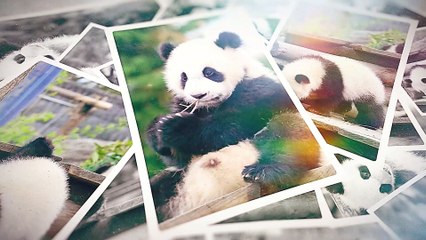 Les petits pandas géants du ZooParc de Beauval - The little giant pandas at ZooParc de Beauval