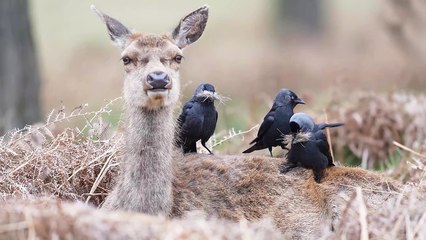'Jackdaws gather nesting material from a molting red deer *FASCINATING* '