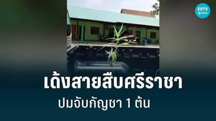 เด้ง 4 สายสืบศรีราชา ปมบุกจับกัญชา 1 ต้น| เข้มข่าวค่ำ | 31 พ.ค. 65